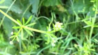 Cleavers Galium Aparine  Stickywilly  20120623 [upl. by Ware]