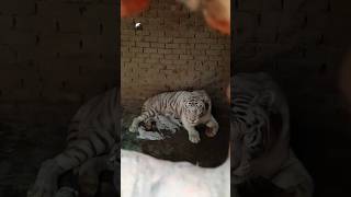 Beautiful and rare white tiger cubs 🐯😇 [upl. by Hillari]