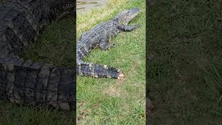 South Carolina Parris Island Golfing and Gators [upl. by Peednama]