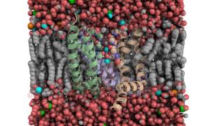 Ion permeation through a potassium channel [upl. by Lynette]