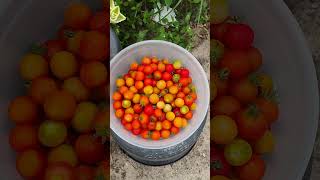 Tomate Cereja [upl. by Muhammad523]