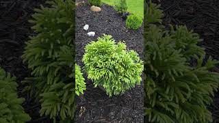 Cryptomeria Japonica Dragon Prince conifer japonica garden dragonprince [upl. by Eldreeda]