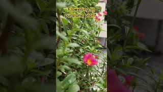 Flowering in purslane plantflowersplantsgardenytshortsviral [upl. by Gersham]