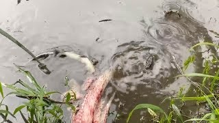 Baby Alligators Death Roll To Eat Fish [upl. by Iila58]