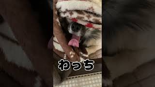 ここちゃんの巣ごもり チワワ大好き 癒し 可愛い チワワちゃん 愛犬 チワワと暮らす cute チワワ チワワラブ [upl. by Llet]