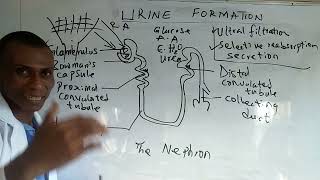 The Nephron Urine Formation [upl. by Pearla905]