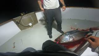 First Time Tuna Fishing  3 Day Vagabond  San Diego 2024 [upl. by Eseenaj159]