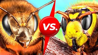 Abejas vs avispones gigantes ¿Quién ganará [upl. by Aleunamme]