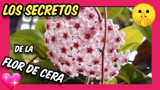 👉👉👉 TIPS y cuidados de la HOYA CARNOSA ❤️❤️ Como cuidar la planta Hoya carnosa flor de cera o nácar [upl. by Aklog]