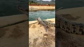 Live crocodiles in stock at crocodile farms nationwide Crocodiles Confusing behavior of humans C [upl. by Gabie]