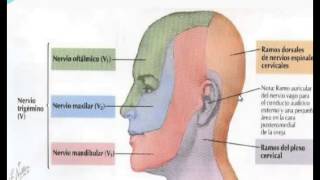 Dermatomas y miotomas Generalidad [upl. by Eibbed]