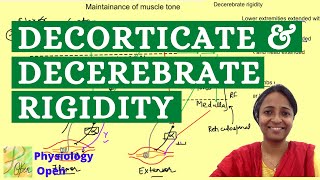 Decorticate and decerebrate rigidity  Maintenance of muscle tone  CNS Physiology MBBS 1st year [upl. by Ellissa]