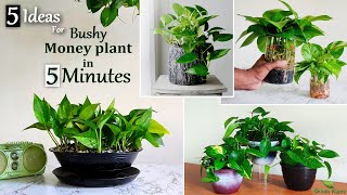 5 Easy Ideas to Grow Bushy Money plant in 5MinutesMoney plant Indoor Decoration IdeasGREEN PLANTS [upl. by Nna]