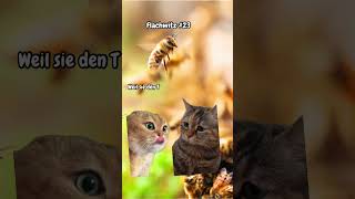 Warum Summen Bienen 🐝 katzenmemes katzen flachwitze [upl. by Rydder450]