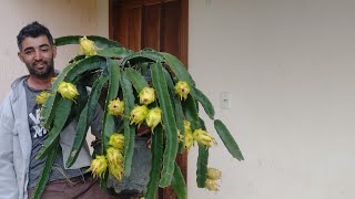 Pitaya em vaso com ótima produtividade [upl. by Bunde953]