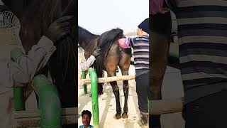 horse kinganimal horselover animalhomeland equestrian animalspc horseriding animalchanneltv [upl. by Rox]