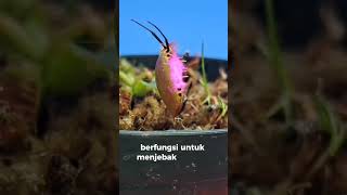 Venus PlayingTrap tumbuhan si pemakan serangga viralvideo venusplayingtrap fypyoutube viral [upl. by Aicatan]