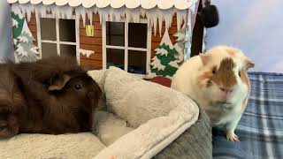 Silly Guinea Pig Is Shocked To See Another Pig KONA amp SUBA GUINEA PIGS [upl. by Thunell760]