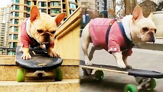 Dog Skateboard ChallengeThe dog is so good at skateboarding down the stairs [upl. by Emmott]