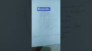 Study of external morphology and anatomy of thallus of MARCHANTIA [upl. by Karyl]