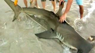 Monster Hammerhead Shark on the Beach [upl. by Seabrook]