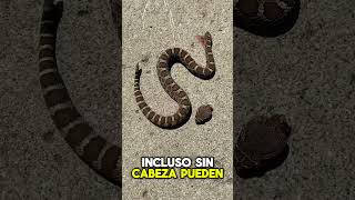 ¡Serpiente en Movimiento sin CABEZA shorts [upl. by Loar]