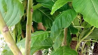 Pisonia albaNachu kottai keeraiLettuce tree leaves Kozhukkattai and its health benefits [upl. by Eadas372]