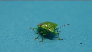 昆虫を詳細に愛でる３（チャバネアオカメムシクサギカメムシ）Zoom in on stink bug [upl. by Razaele]