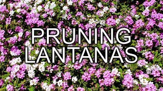 PRUNING 2 DIFFERENT TYPES OF LANTANAS IN SPRING JoyUsGarden [upl. by Haeel]