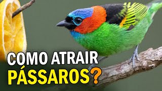 Como ATRAIR PÁSSAROS para o quintal Comedouros atrapalham ou ajudam as aves [upl. by Illona]