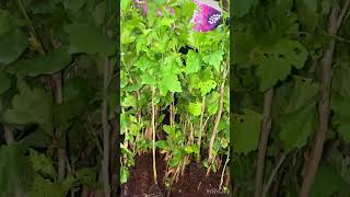 High demend purple Hibiscus plants for sale WhatsApp 93462 29469 ytshorts hibiscus scus [upl. by Yelich]