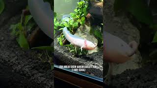 AXOLOTL GABOLEH DIKASIH MAKAN TIAP HARI axolotl axolotls foryou fyp aquascape fypシ゚viral [upl. by Clapper]