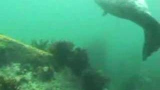 Seals attack divers [upl. by Nevaed]