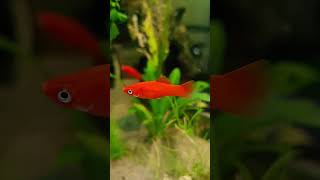 Baby koi swordtails aquarium fishtank [upl. by Bremser]