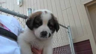 Cute Puppies For Adoption Chiots pour Adoption [upl. by Dredi]