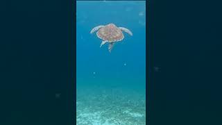 Sea Turtle Encounter  Snorkeling in Ambergris Caye Belize [upl. by Oulman55]