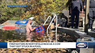 Calf rescued from swimming pool in Northfield New Hampshire [upl. by Sitsuj]