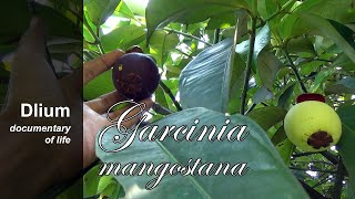 Mangosteen Garcinia mangostana  part 1 [upl. by Eydnarb]