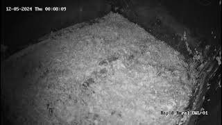 Waddesdon Owl Cam [upl. by Studdard]