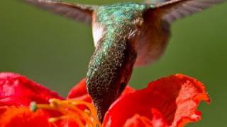 Hand feeding hummingbirds  Raw Video [upl. by Kinney]