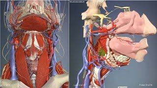 Pharyngeal muscles  3D Human Anatomy  Organs [upl. by Tobe103]