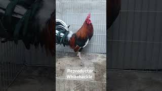 WHITEHACKLE WHITEHACKLE gallofino rooster gamefowl gallosdelmundo GallosPrimerNivel [upl. by Eissoj]