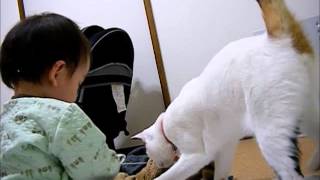 赤ちゃん、猫と遊ぶ baby plays with a cat [upl. by Verger]