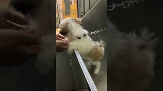 Sharm aati hai 🥹😂funnydog dog funnyshorts dogcomedy shorts shihtzu [upl. by Verner]