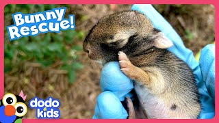 Can We Teach This Baby Bunny How To Be A Wild Rabbit  Dodo Kids  Rescued [upl. by Gnad394]