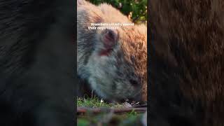 Wombats  Do wombats make good pets  Marsupials Native to Australia [upl. by Reger727]