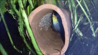 Pelvicachromis taeniatus nigeria red [upl. by Rammus]