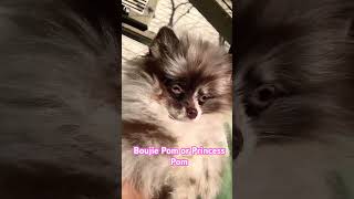 Pomeranian Chocolate Merle Pom Princess or Boujie Pom pomeranian tinypomeranian chocolatepom [upl. by Nohsed]