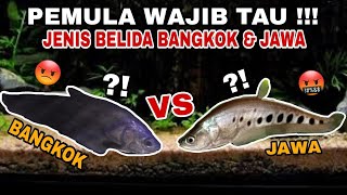 PERBEDAAN JENIS IKAN BELIDA BANGKOK amp BELIDA JAWA ⁉️ [upl. by Guenevere]