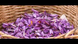 Saffron from San Gimignano  a food and wine tour in Tuscany [upl. by Cordy280]